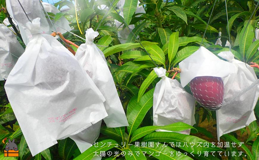 《今が旬！》【家庭用】徳之島センチュリー果樹園さんの完熟マンゴー2kg ( マンゴー フルーツ わけあり 訳あり 訳有 果物 完熟 無加温 徳之島 世界自然遺産 美味しい とろける 旬 贅沢 糖度 南