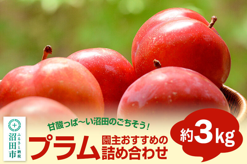 《7月上旬～7月下旬にお届け》 園主おすすめのプラム 約3kg 詰め合わせ フルーツ王国松井 [夏の味覚 夏の果物 夏のフルーツ すもも スモモ sumomo ぷらむ プラム 旬物 お任せ おまかせ セット]