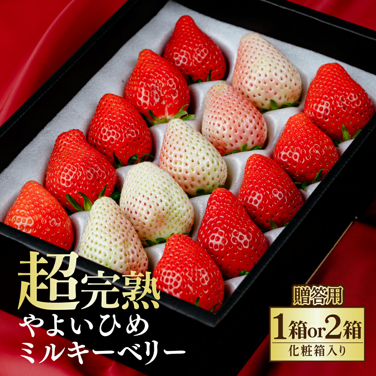 【ふるさと納税】＜先行受付＞いちご 鈴木ファーム厳選＆完朝摘み やよいひめ＆ミルキーベリー ギフトセット 選べる発送月＆内容量 | いちご イチゴ 苺 とちあいか ミルキーベリー 完熟 果物 フルーツ くだもの 旬 産地直送 栃木県産 鈴木いちご園 栃木県 茂木町
