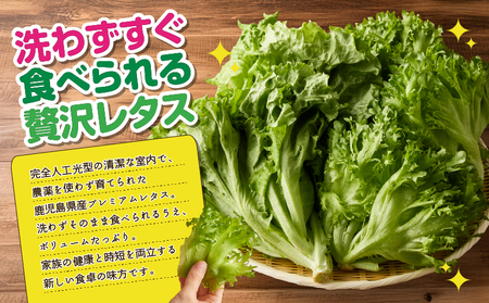 1627-2 【 全6回 定期便 】洗わずに食べられる プレミアム 水耕栽培 レタス セット（ 計5袋 ） KN064-T02 野菜