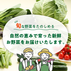 定期便 旬の新鮮野菜セットA【毎月お届け12回】たっぷり13品以上【8004-2】