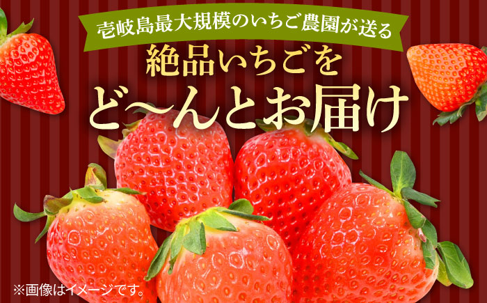 【先行予約】ゆめのか 約250g×4パック【2026年1月以降順次発送】《壱岐市》【Strawberry Gang】 [JEM001] セット いちご イチゴ 苺 定期便 果物 フルーツ スムージー 