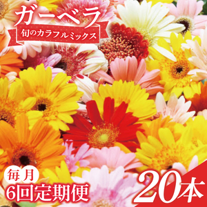 【6ヶ月定期便】旬の水戸市常澄のガーベラ カラフルミックス20本（DR-132）