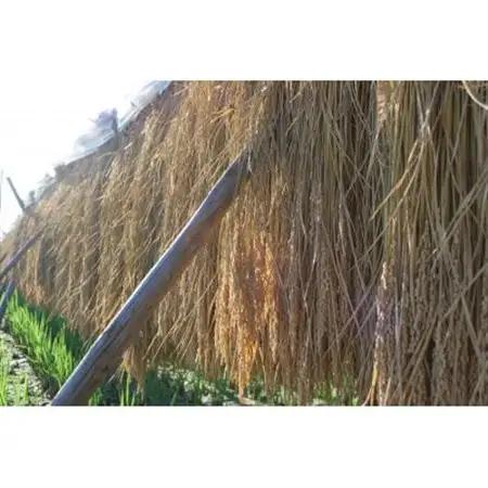 令和7年産　茨城県産コシヒカリ　精米　計5kg【配送不可地域：離島・沖縄県】【1696986】