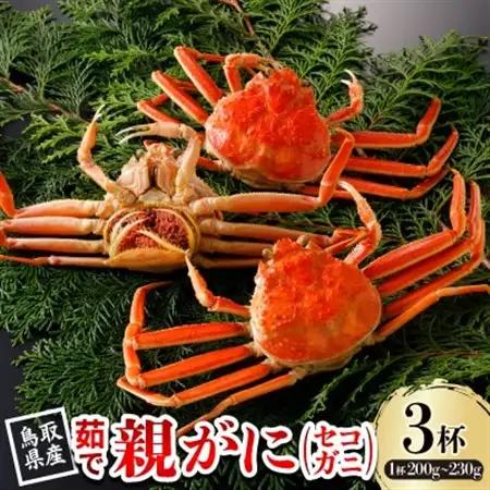 【先行予約】鳥取県産 活 親がに(セコガニ)200～230g×3杯 2026年12月発送【配送不可地域：離島・北海道・沖縄県・東北・信越、北陸】【1649377】