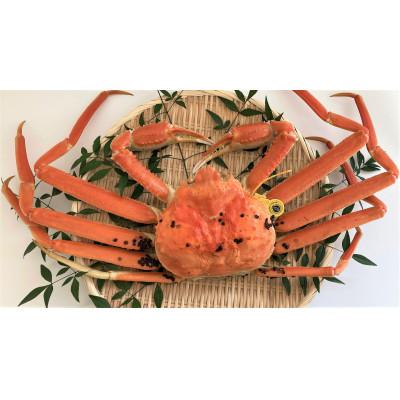 ふるさと納税 美浜町 【2026年11月より順次発送】越前がに　大1杯　獲れたて★茹でたてをその日に発送致します! |  | 01