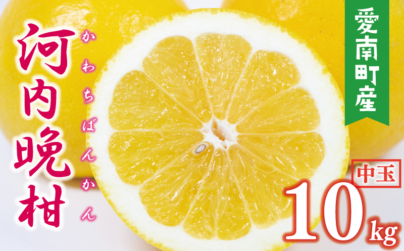 数量限定 先行予約 河内晩柑 樹齢 25年以上 中玉 10kg （ L ・ 2Lサイズ ） 12000円 みかん mikan 蜜柑 ミカン かわちばんかん 愛南ゴールド あいなん ゴールド 文旦 派生 和製 グレープフルーツ 産地直送 国産 農家直送 期間限定 特産品 ゼリー ジュース アイス 等に 人気 限定 甘い さわやか フルーツ 果物 柑橘 蜜柑 みかんの山祥 愛南町 愛媛県