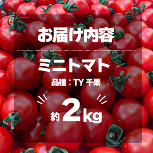 ミニトマト 2kg 国産 野菜 【ミニトマト】