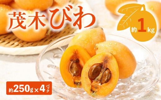 茂木びわ 約1kg (約250g×4パック)【2025-5月中旬～2025-6月中旬配送】