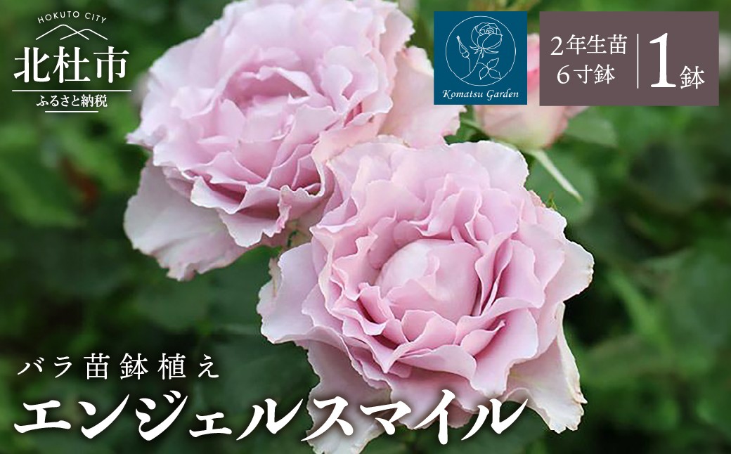 
                  【2027年2月以降発送】バラ苗鉢植え「エンジェルスマイル」　バラ 苗 鉢植え 四季咲き  6寸鉢 2年生苗  ガーデニング 母の日 父の日
                