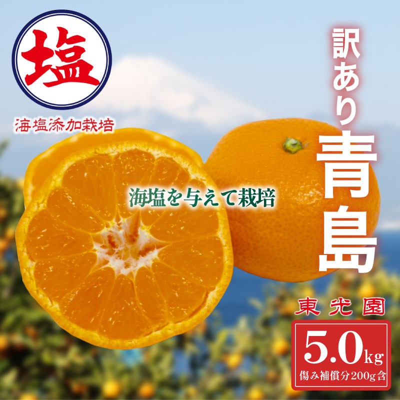 
            海塩を与えて栽培した 青島みかん 予約受付 12月下旬 順次発送 訳あり 青島 みかん  計 5kg 傷み補償分 200g含む 蜜柑 柑橘 西浦 みかん オレンジ 果物 フルーツ 沼津市 静岡県
          