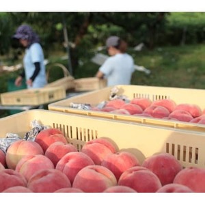 先行受付!【2026年7月発送開始】桃の産地山梨からお届け　ピーチ専科ヤマシタの桃　3kg【配送不可地域：離島】【1707806】