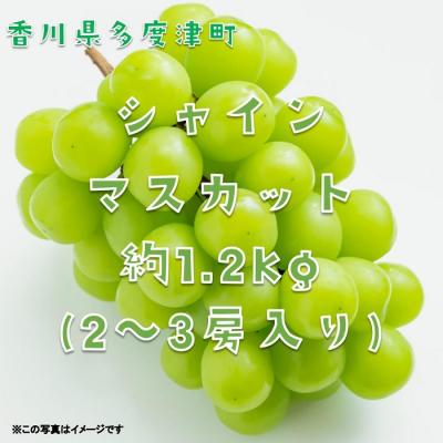 ふるさと納税 多度津町 シャインマスカット約1.2kg(2〜3房入り)【令和7年8月下旬発送!先行受付中】【B-13】