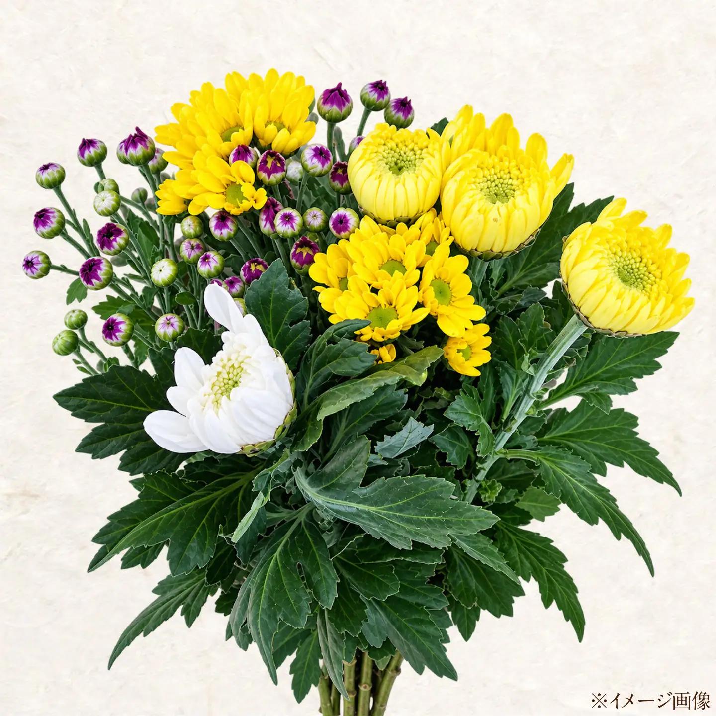 大菊小菊3色ミックス 花 季節の花束 ギフト おまかせ 広島県江田島市/山本農園[XDA002]