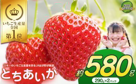【2026年先行予約】大人気！日本一のいちご生産量を誇るJAはが野が厳選 最旬 とちあいか 290g×2P | いちご とちおとめ 甘い 美味しい 果物 共通返礼品 フルーツ デザート 栃木県 那珂川町 送料無料