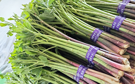 アイコ（ミヤマイラクサ） 約1200g 秋田の山菜【180P3203】