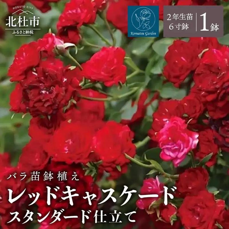 【2027年2月以降発送】バラ苗鉢植え「レッドキャスケードスタンダード仕立て」 [h190]