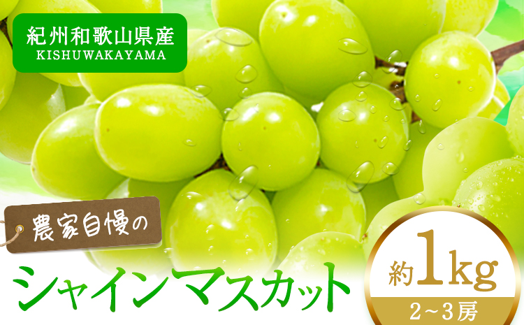 紀州和歌山産 シャインマスカット 約 1kg 魚鶴商店《2026年8月下旬-9月上旬出荷》マスカット 和歌山県 日高川町 贈り物 ギフト ぶどう シャインマスカット