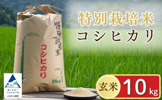 【先行予約】 げんき米 コシヒカリ 玄米 10kg 特別栽培米 令和8年産 R8年 玄米 米 こめ コメ お米 ご飯 国産米 こしひかり 10キロ 石川県産 小松市産 | 石川県 小松市 【エコファーム北陸】