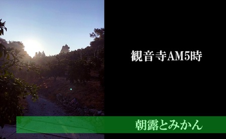 【2026年先行予約】みどり認定 ハウス栽培イエローレモン 2.3kg 国産レモン 香川 柑橘類 レモン　 