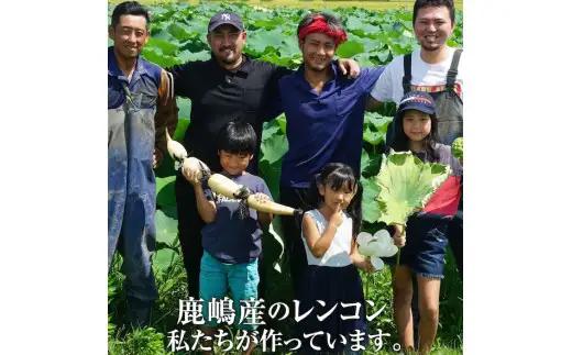 れんこん 2kg オーガニック 蓮根