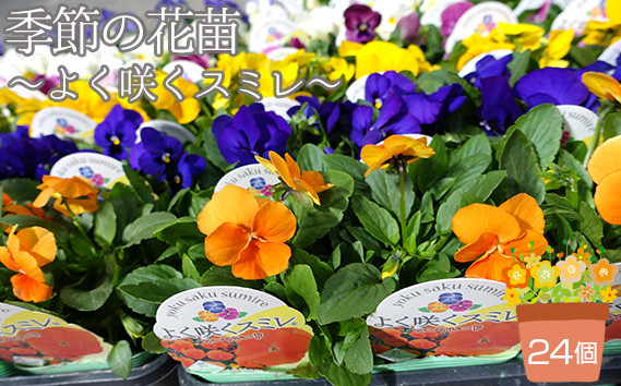 
                  季節の花苗 パンジー～よく咲くスミレ～ 24個セット ／ 色はミックス おまかせ 花苗 セット お花 植物 花壇 秋 冬 春 ガーデニング 初心者向け 寄せ植え 地植え 庭 パンジー おしゃれ かわいい 誕生日 季節 元気 No.102
                