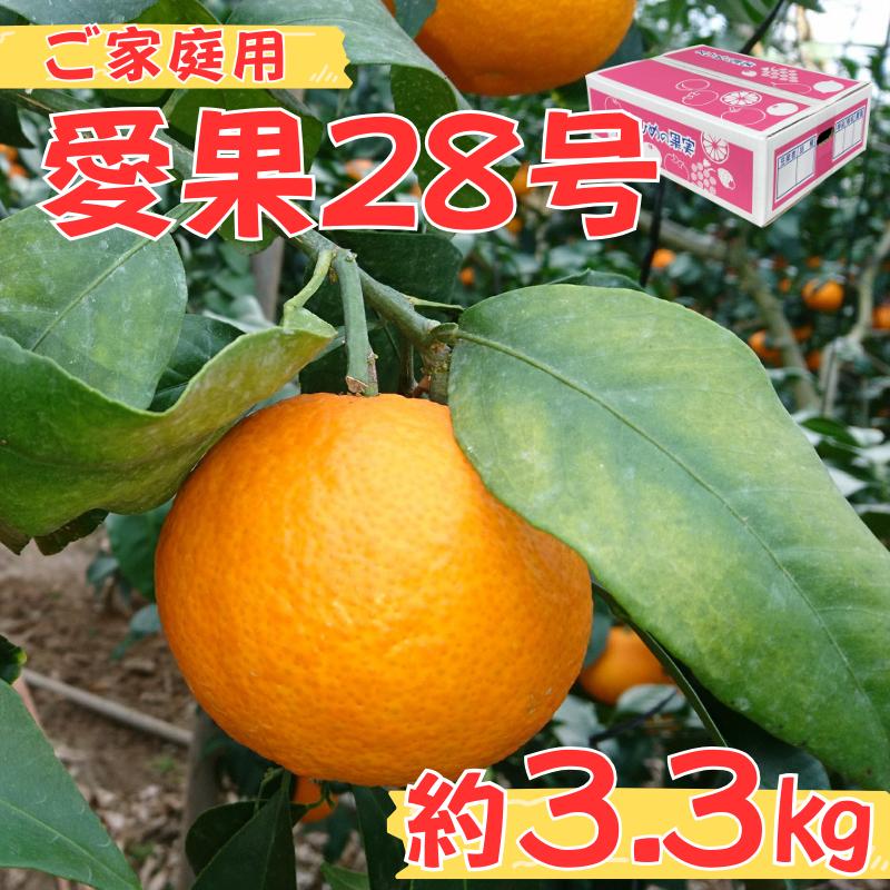 愛果28号 約3.3kg ご家庭用 みかん 柑橘 愛媛 【12月から順次発送予定】 先行予約 数量限定 人気 伊予市｜B456