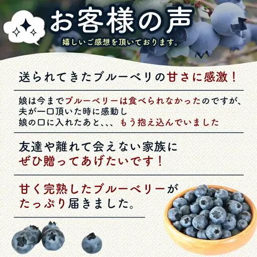 【先行予約】完熟生ブルーベリー ラビットアイ系 1200g (2027年発送) | フルーツ 果物 ベリー