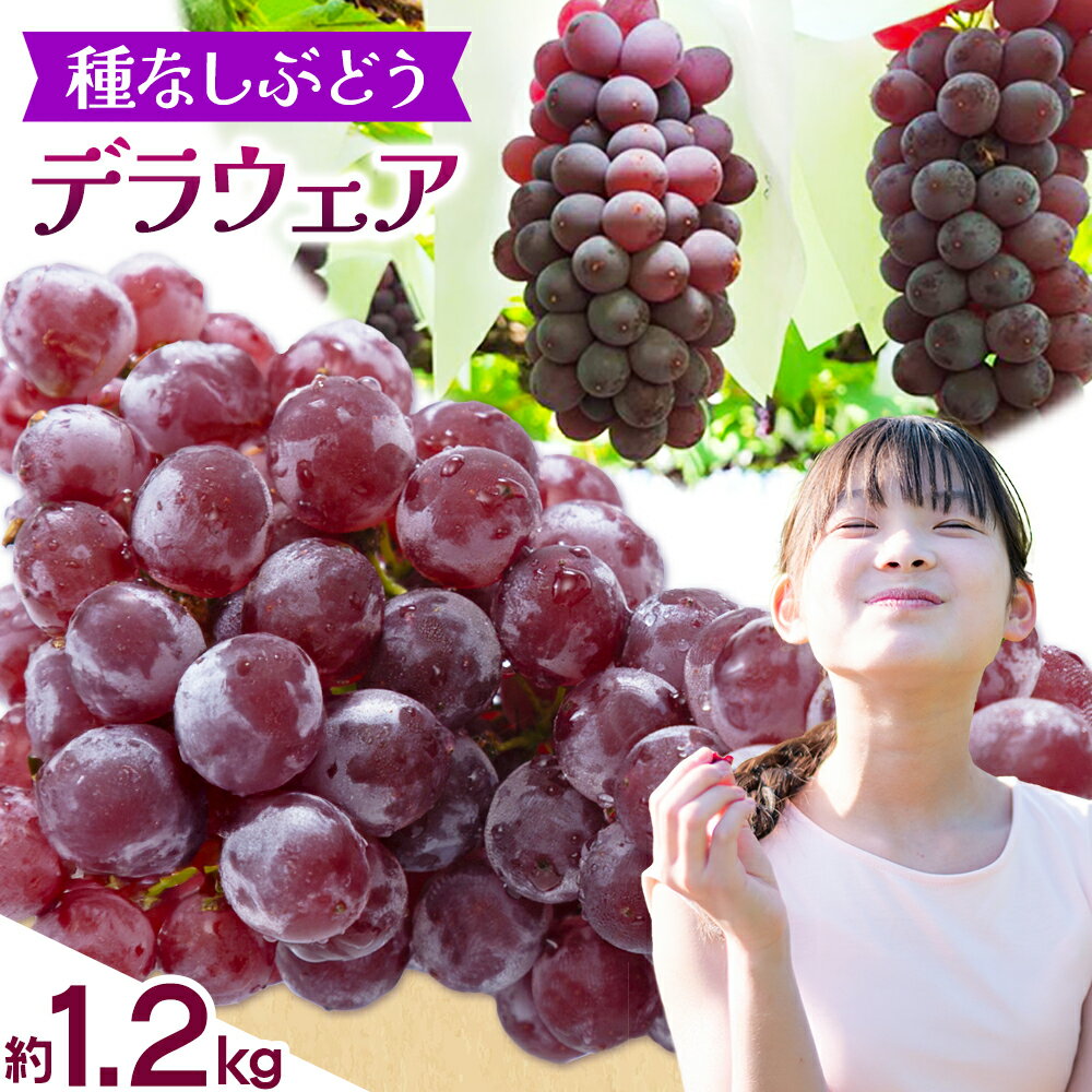 【ふるさと納税】【2026年先行予約】デラウェア 約1.2kg (種なしぶどう) 北ぶどう農園《2026年6月下旬-8月上旬頃出荷》大阪府 羽曳野市 ぶどう 果物 フルーツ 葡萄 デザート