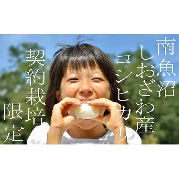 【令和7年産】【定期便 精米８Kg×３ヶ月】契約栽培限定 南魚沼しおざわ産コシヒカリ【定期便 銘柄米 ブランド米 精米 こしひかり コシヒカリ 魚沼産 新潟米 産地直送 お米 米 こめ コメ ご飯 御