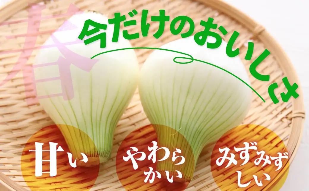 新玉ねぎ 5kg 玉ねぎ