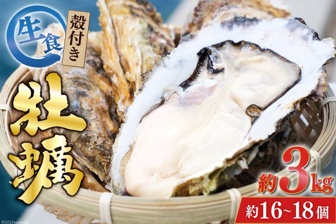 【期間限定発送】 TVで紹介！ 牡蠣 3～4年モノ 生食 殻付き牡蠣 約3kg(約16-18個入) [住喜水産 宮城県 気仙沼市 20564186_CF03] 期間限定 冷蔵 新鮮 濃厚 真牡蠣 カキ かき 生牡蠣 魚貝類 生牡蠣 貝 海鮮 魚介類 なべ カキフライ 牡蠣ご飯 魚介
