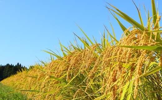 令和7年産 定期便 全3回 漢方栽培 十四代目のササニシキ（精米） 5kg 米 お米 おこめ 山形県 新庄市 F3S-2406