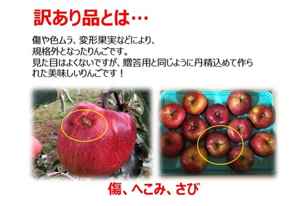 【011-91】新品種！　信州のシナノリップ　訳あり　5キロ！　信濃三兄弟の一つ（りんご・リンゴ・林檎）