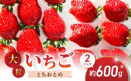 大粒！田口さんのいちご（とちおとめ）2パック（600g）贈答用｜完熟 食べ比べ 苺 イチゴ フルーツ 安心 土耕栽培※2027年1月上旬以降発送予定