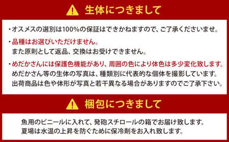 大亀屋のミックスめだかさん 10匹