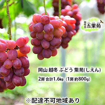 【ふるさと納税】越冬 ぶどう 紫苑 （しえん）2房 合計1.6kg（1房 約800g） 岡山県産 四代目 五果苑 果物 フルーツ デザート 樹上完熟 平均糖度20度 減農薬 種なし 果汁たっぶり 　お届け：2026年11月下旬〜2027年4月下旬