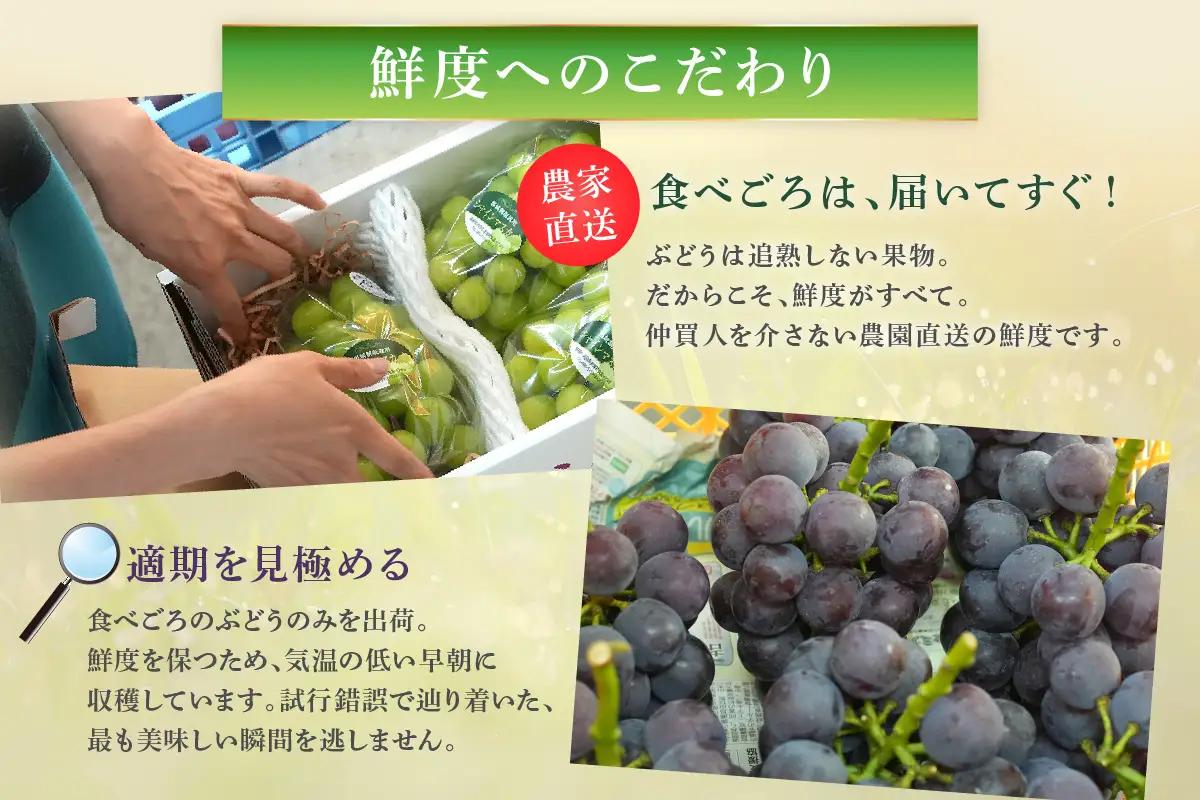 【2026年発送分 先行予約】種無しピオーネ 約1.8kg 3～5房《8月下旬頃から発送》果物 ピオーネ ぶどう 先行予約 【183_1884】