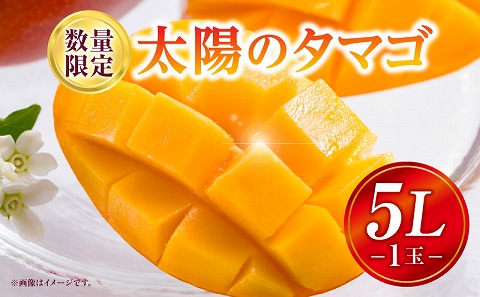 《2026年発送先行予約》【数量・期間限定】太陽のタマゴ 5Lサイズ 1玉