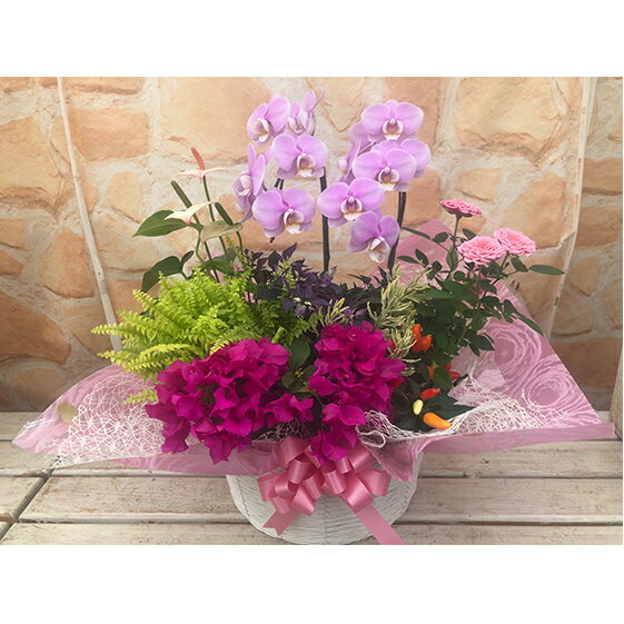 【ふるさと納税】胡蝶蘭 花 寄せ植え ギフト 鉢植え ミディ胡蝶蘭 かご入れ お祝い プレゼント ラッピング オンライン決済限定 静岡県 藤枝市