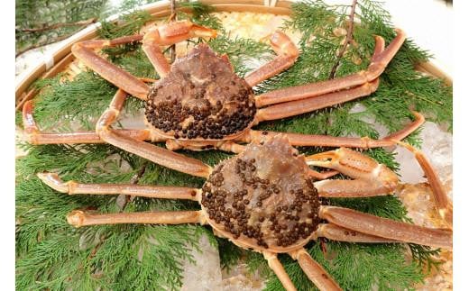 
                  【先行予約】【訳アリ】松葉ガニ（生）2枚（計1.6kg以上）【年内配送】【訳あり 松葉がに 松葉蟹 ズワイガニ 蟹 カニ かに 国産 人気 おすすめ 鳥取県 琴浦町 送料無料】
                