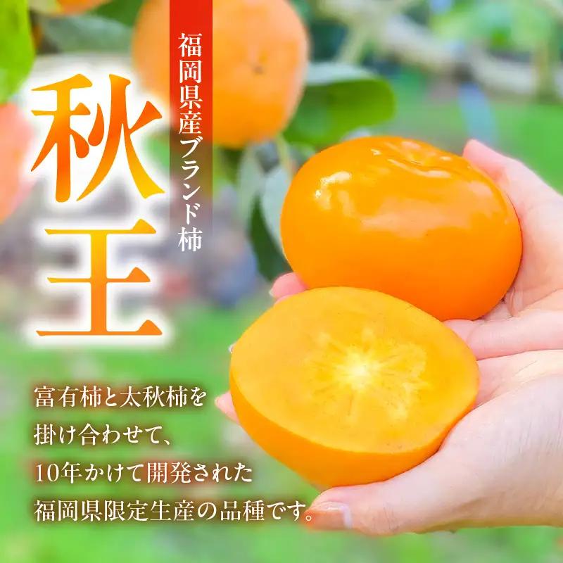【2026年11月より順次発送】福岡県ブランド柿 秋王 5-7玉 約1.8kg 池尻農園 〔Fk113〕