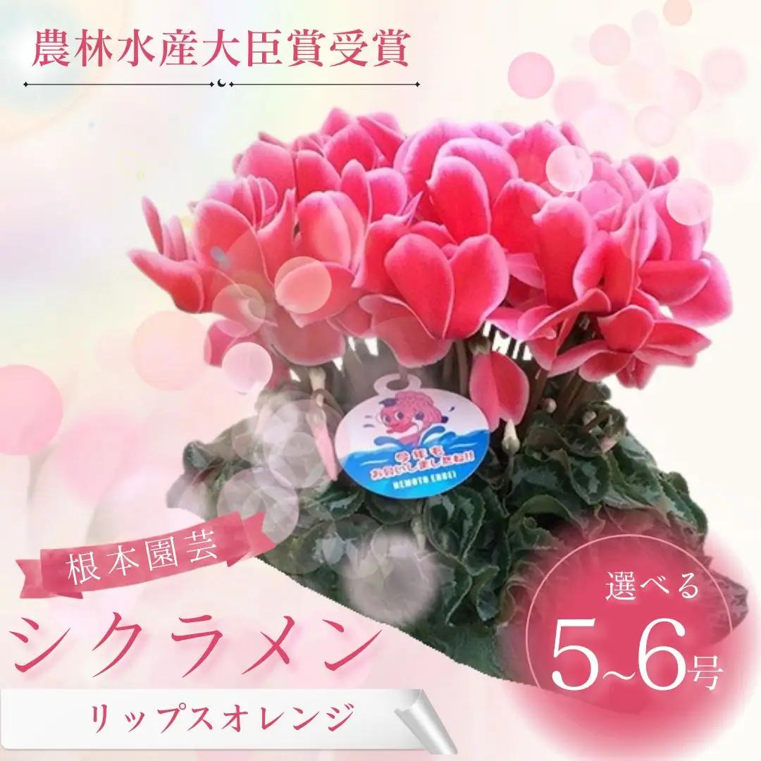【先行予約】シクラメン リップスオレンジ 6号鉢 花ギフト 根本園芸 | シクラメン