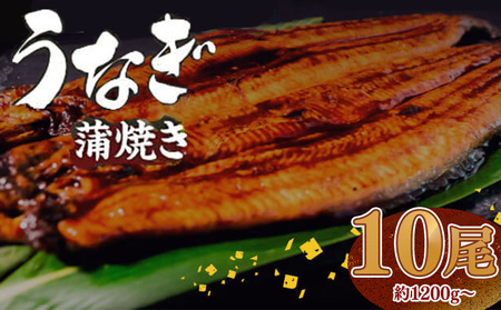 有頭 うなぎ 蒲焼 10尾 1.2kg以上（ 120g～140g × 10尾 ） | うなぎ10尾セット 有頭うなぎ オリジナルうなぎ用タレ 土用の丑の日 冷凍うなぎ 鰻 高知県 須崎市