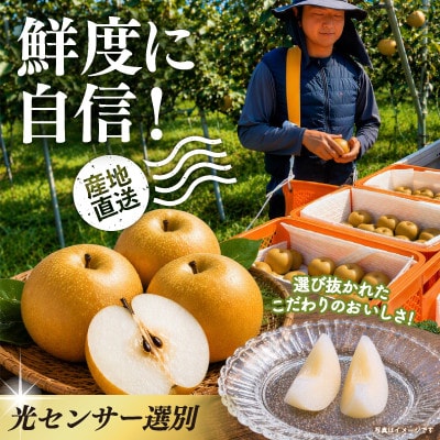 【8月上旬より順次発送予定】茨城県かすみがうら市産梨　品種おまかせ 約10kg【配送不可地域：離島・北海道・沖縄県・中国・四国・九州】