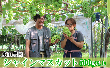 シャインマスカット 水田農園 北海道産 シャインマスカット【500g以上】