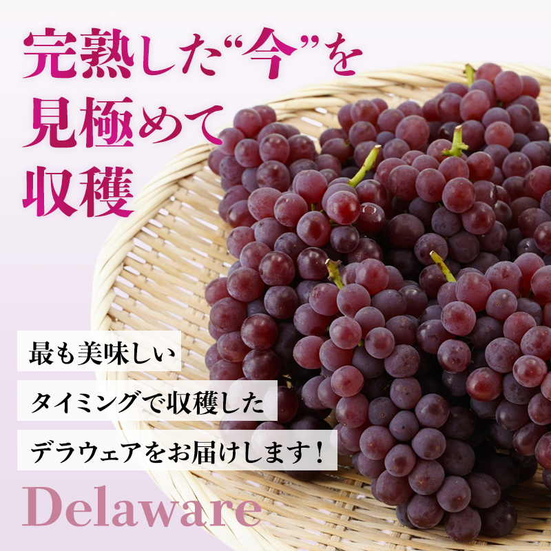 【2026年先行予約】数量限定 デラウェア3kg（15房前後）6月下旬～7月下旬発送特選 期間限定 ぶどう 葡萄 フルーツ 果物 くだもの 人気 贈答用 ギフト 先行予約 種なし旬 新鮮 家庭用 プレ