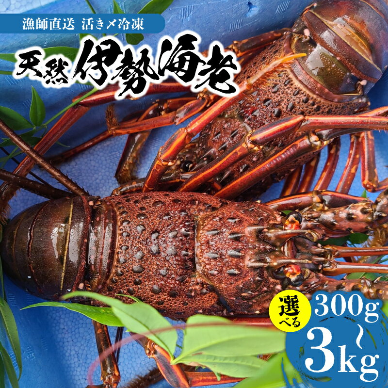 【ふるさと納税】＜選べる容量＞ 伊勢海老 300g ～ 3kg 天然 活き〆 急速 冷凍 漁師直送 イセエビ 海老 新鮮 海産物 海鮮 甲殻類 魚介 ぷりぷり 縁起物 バーベキュー グリル ボイル 美味しい 天然 沖永良部 小林海産 鹿児島県 和泊町 おすすめ ランキング プレゼント ギフト