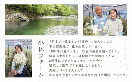 先行予約【2027年2月配送】フランネルフラワー（切り花）花束 1束（60輪）約30本 プレゼント 下呂市 岐阜県 生花 馬瀬 ネイティブフラワー【114-1【2】】
