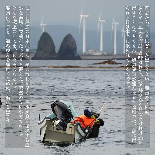 【2026年6月上旬から順次発送】【海洋深層水使用】北海道産 生うに 120g×5個 キタムラサキウニ 直送 旬 うに丼 海鮮 せたな町 ふるさと納税